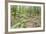 Laurel Forest, Laurisilva, Parque Nacional De Garajonay, La Gomera, Canary Islands, Spain, Europe-Markus Lange-Framed Photographic Print