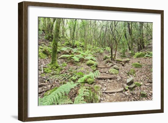 Laurel Forest, Laurisilva, Parque Nacional De Garajonay, La Gomera, Canary Islands, Spain, Europe-Markus Lange-Framed Photographic Print