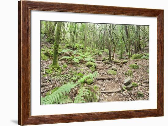 Laurel Forest, Laurisilva, Parque Nacional De Garajonay, La Gomera, Canary Islands, Spain, Europe-Markus Lange-Framed Photographic Print