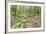 Laurel Forest, Laurisilva, Parque Nacional De Garajonay, La Gomera, Canary Islands, Spain, Europe-Markus Lange-Framed Photographic Print