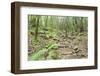 Laurel Forest, Laurisilva, Parque Nacional De Garajonay, La Gomera, Canary Islands, Spain, Europe-Markus Lange-Framed Photographic Print