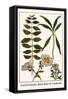 Laurel Seaside, Rock-Rose and Candytuft-Albertus Seba-Framed Stretched Canvas