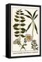 Laurel Seaside, Rock-Rose and Candytuft-Albertus Seba-Framed Stretched Canvas