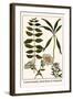 Laurel Seaside, Rock-Rose and Candytuft-Albertus Seba-Framed Art Print