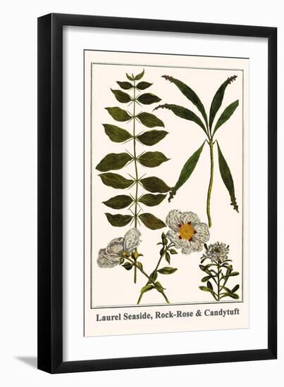Laurel Seaside, Rock-Rose and Candytuft-Albertus Seba-Framed Art Print
