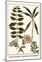 Laurel Seaside, Rock-Rose and Candytuft-Albertus Seba-Mounted Art Print