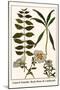 Laurel Seaside, Rock-Rose and Candytuft-Albertus Seba-Mounted Art Print