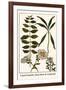 Laurel Seaside, Rock-Rose and Candytuft-Albertus Seba-Framed Art Print