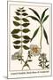 Laurel Seaside, Rock-Rose and Candytuft-Albertus Seba-Mounted Art Print