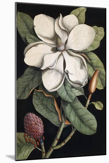 Laurel Tree, 1731-1743-Mark Catesby-Mounted Giclee Print