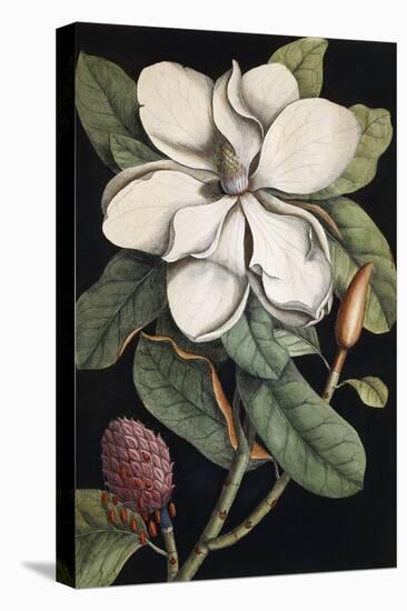 Laurel Tree, 1731-1743-Mark Catesby-Stretched Canvas