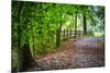 Laurels Pathway-Robert Lott-Mounted Giclee Print