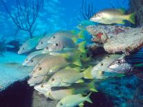 School of Schoolmaster Snapper, Key Largo, Florida-Lauren B. Smith-Mounted Photographic Print