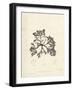 Laurencia caespitosa-Henry Bradbury-Framed Giclee Print