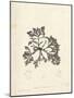 Laurencia caespitosa-Henry Bradbury-Mounted Giclee Print