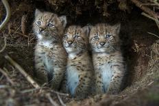 European Lynx (Lynx Lynx) Kittens In Den-Laurent Geslin-Photographic Print