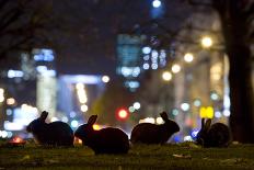 European Rabbits (Oryctolagus Cuniculus) at Night Near L'Arc De Triomphe, Paris, France-Laurent Geslin-Stretched Canvas