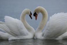 Mute swan pair courting. Walthamstow reservoir, London-Laurent Geslin-Photographic Print