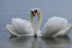 Mute swan pair courting. Walthamstow reservoir, London-Laurent Geslin-Photographic Print