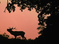 Red Deer Stag Calling at Sunset, New Forest, Hampshire, England-Laurent Geslin-Photographic Print