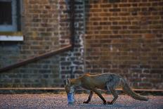 Urban Fox (Vulpes Vulpes) in London-Laurent Geslin-Photographic Print