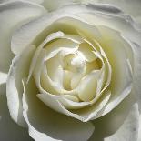 White Rose-Laurent Pinsard-Art Print