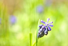 Grape Hyacinth or 'Muscari Armeniacum' with Shallow Dof in Spring Garden-laurentiu iordache-Framed Photographic Print