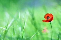 Red Poppy (Papaver Rhoeas) with out of Focus  Field in Spring Time-laurentiu iordache-Photographic Print