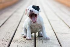 American Staffordshire Terrier Puppy-Laures-Photographic Print