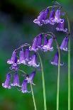 Bluebells flowering, Perthshire, Scotland-Laurie Campbell-Photographic Print