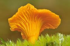 Chanterelle fungi showing gills on underside, Scotland-Laurie Campbell-Photographic Print