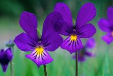 Mountain pansy flowers, Cairngorms National Park, Scotland-Laurie Campbell-Photographic Print