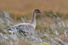 Pinkfooted goose on burnt heather moorland, Scotland-Laurie Campbell-Photographic Print