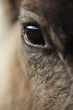 Reindeer Fighting-Laurie Campbell-Photographic Print