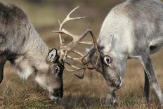 Reindeer Close Up Of Eye-Laurie Campbell-Photographic Print