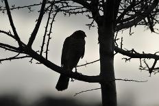 Sparrowhawk silhouetted, perched in hedgerow, Scotland-Laurie Campbell-Photographic Print