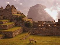 Llama Grazing at Machu Picchu-Laurie Chamberlain-Stretched Canvas