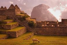 Llama Grazing at Machu Picchu-Laurie Chamberlain-Framed Stretched Canvas