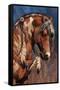 Laurie Prindle - War Pony-Trends International-Framed Stretched Canvas