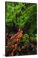 Laurisilva Forest Floor, with Fungi Growing on Fallen Tree, Tilos Np, La Palma, Canary Islands-Relanzón-Stretched Canvas