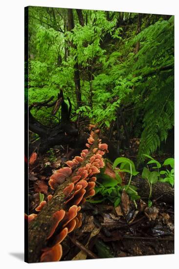 Laurisilva Forest Floor, with Fungi Growing on Fallen Tree, Tilos Np, La Palma, Canary Islands-Relanzón-Stretched Canvas