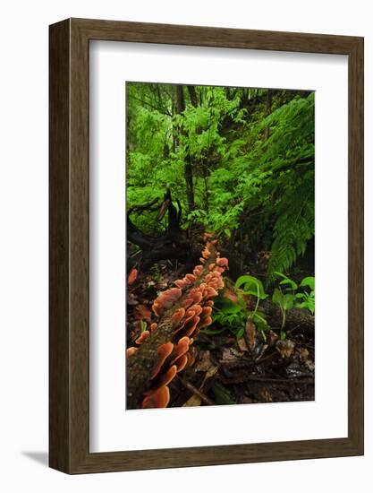 Laurisilva Forest Floor, with Fungi Growing on Fallen Tree, Tilos Np, La Palma, Canary Islands-Relanzón-Framed Photographic Print