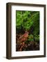 Laurisilva Forest Floor, with Fungi Growing on Fallen Tree, Tilos Np, La Palma, Canary Islands-Relanzón-Framed Photographic Print