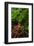 Laurisilva Forest Floor, with Fungi Growing on Fallen Tree, Tilos Np, La Palma, Canary Islands-Relanzón-Framed Photographic Print