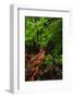 Laurisilva Forest Floor, with Fungi Growing on Fallen Tree, Tilos Np, La Palma, Canary Islands-Relanzón-Framed Photographic Print