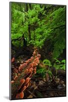 Laurisilva Forest Floor, with Fungi Growing on Fallen Tree, Tilos Np, La Palma, Canary Islands-Relanzón-Mounted Photographic Print