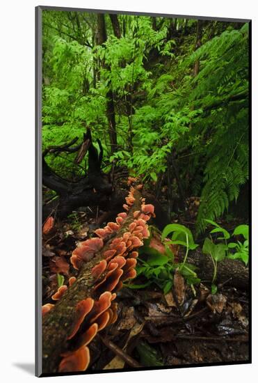 Laurisilva Forest Floor, with Fungi Growing on Fallen Tree, Tilos Np, La Palma, Canary Islands-Relanzón-Mounted Photographic Print