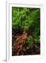 Laurisilva Forest Floor, with Fungi Growing on Fallen Tree, Tilos Np, La Palma, Canary Islands-Relanzón-Framed Photographic Print