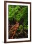 Laurisilva Forest Floor, with Fungi Growing on Fallen Tree, Tilos Np, La Palma, Canary Islands-Relanzón-Framed Photographic Print