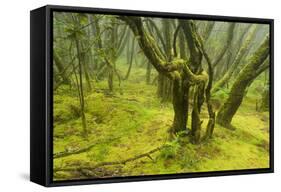 Laurisilva Forest, Garajonay Np, La Gomera, Canary Islands, Spain, May 2009-Relanzón-Framed Stretched Canvas